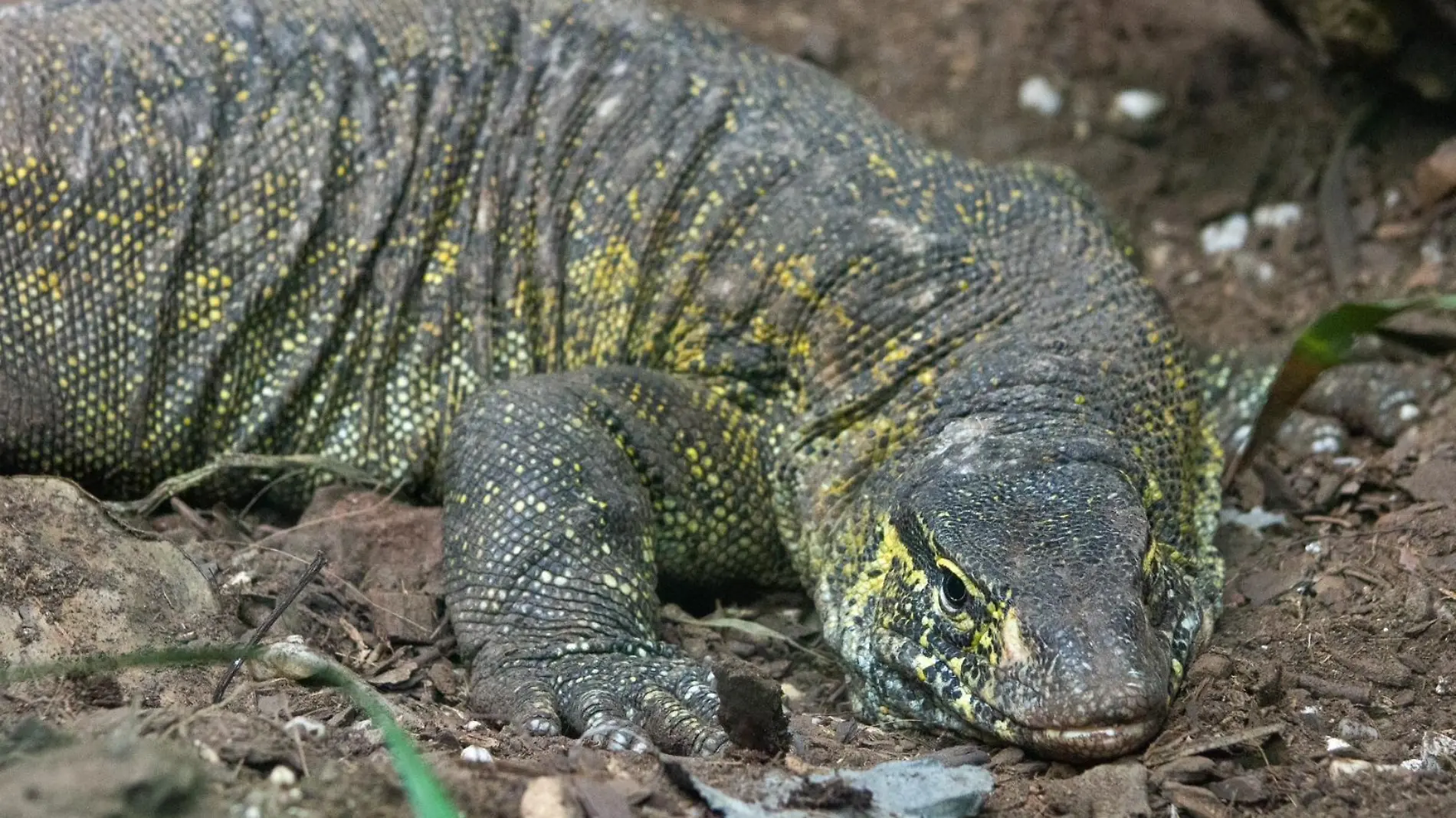 Varano del Nilo abandonado en Xochimilco ya tiene hogar en el Zoológico de Chapultepec